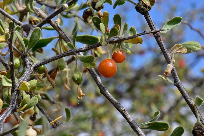 Arizona Desert-thorn has plump, roundish, scarlet red succulent berries that are readily consumed by birds and small mammals. Lycium exsertum 